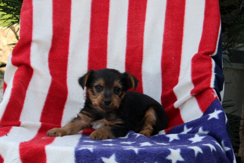 puppy, for, sale, Yorkshire Terrier, Matthew B. Stoltzfus, dog, breeder, Gap, PA, dog-breeder, puppy-for-sale, forsale, nearby, find, puppyfind, locator, puppylocator, aca